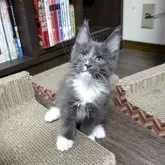 メインクーン【三重県・男の子・2025年8月15日・ブルー&ホワイト】の写真5「ちょうだい😍」