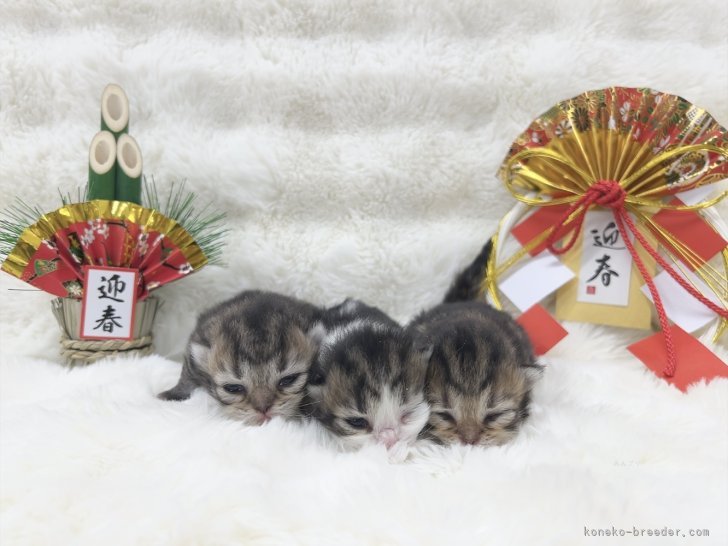 森長美海ブリーダーのブログ：カイリ初ベビー♡