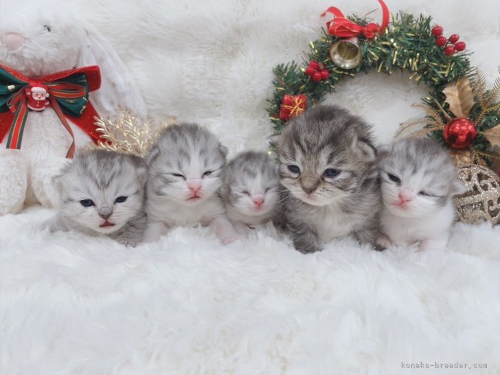 森長美海ブリーダーのブログ：生後13日目になりました✨