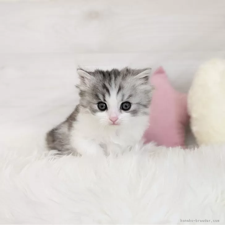 ID:2406-01240の子猫