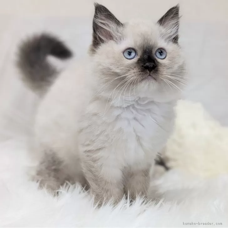 ID：2406-03351の子猫