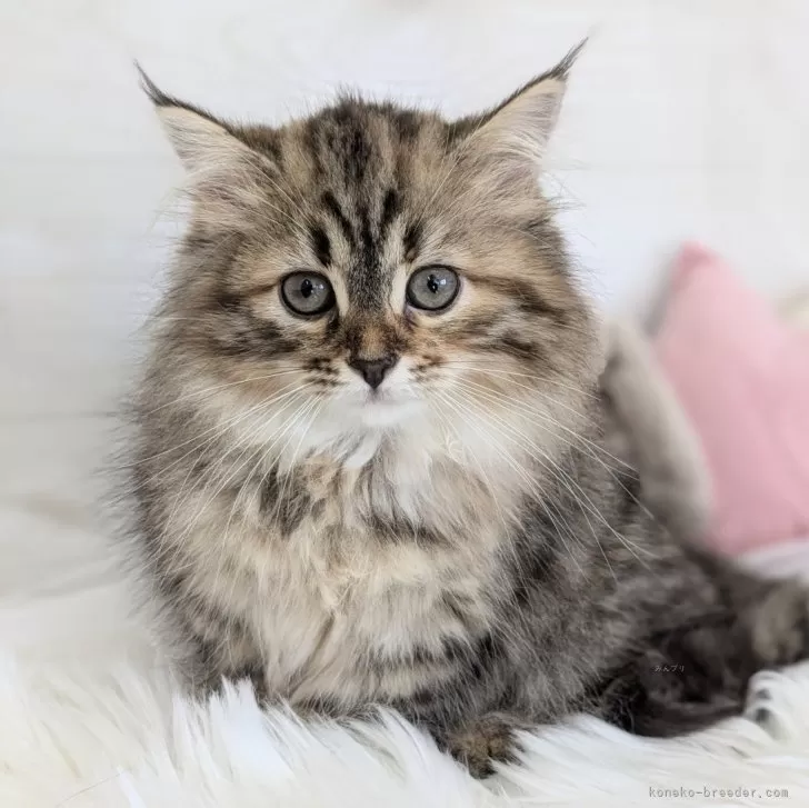 ID：2407-03135の子猫