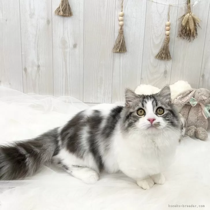 ID:2409-00500の子猫