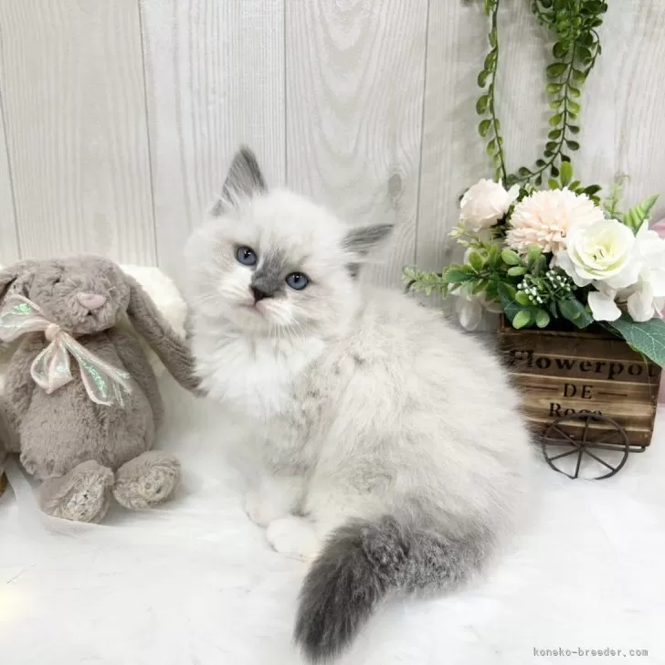 ID：2411-01643の子猫