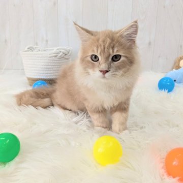 サイベリアン【大阪府・男の子・2024年4月29日・クリームタビー&ホワイト】の写真「☆可愛いお顔の甘えん坊ボーイ☆」
