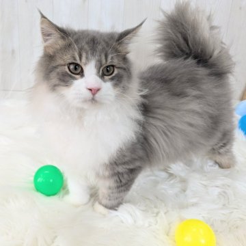 サイベリアン【大阪府・男の子・2024年4月29日・ブルータビー&ホワイト】の写真「☆愛嬌抜群‼可愛すぎる男の子☆」
