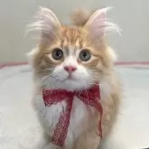 サイベリアン【大阪府・男の子・2024年4月18日・レッドタビー&ホワイト】の写真4