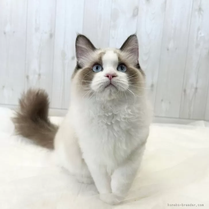 ID：2409-02142の子猫