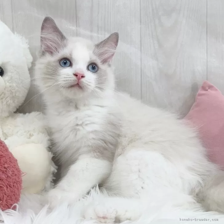 ラグドール【大阪府・男の子・2025年8月7日・ブルーポイントバイカラー】の写真1