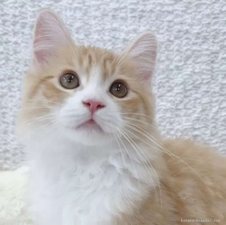 ID:2503-02812の子猫