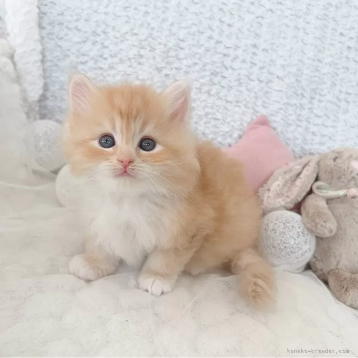 ID:2503-02813の子猫