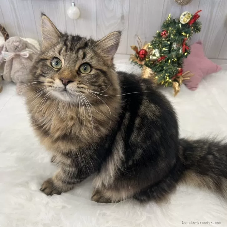 ID:2407-00076の子猫