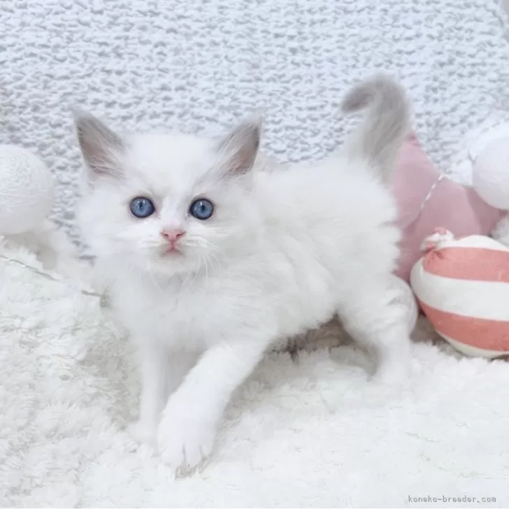 ID：2504-03590の子猫