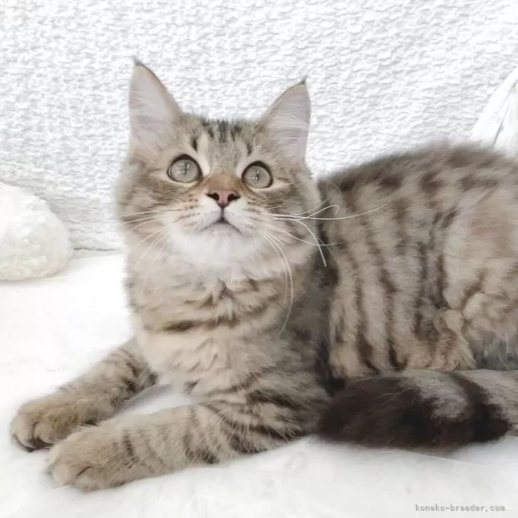 ID:2502-01681の子猫
