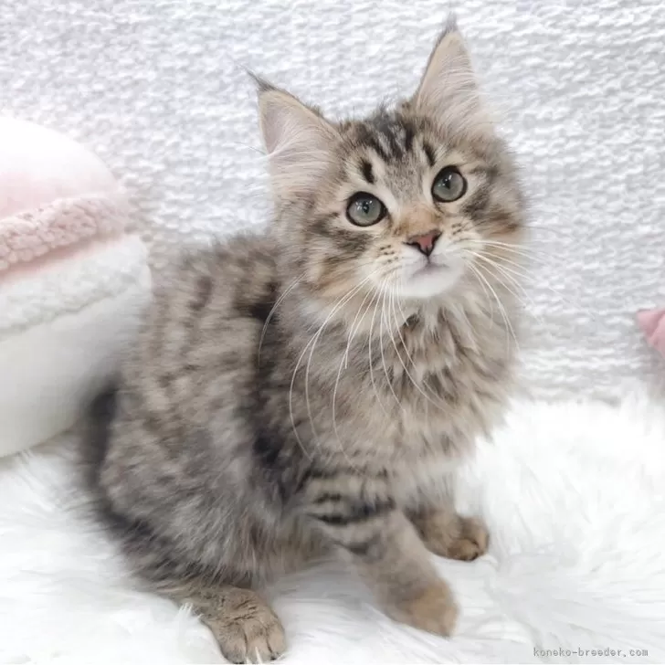 ID:2502-01678の子猫