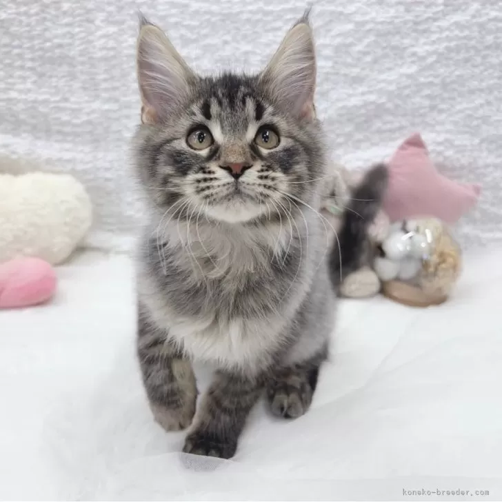 ID:2501-00868の子猫