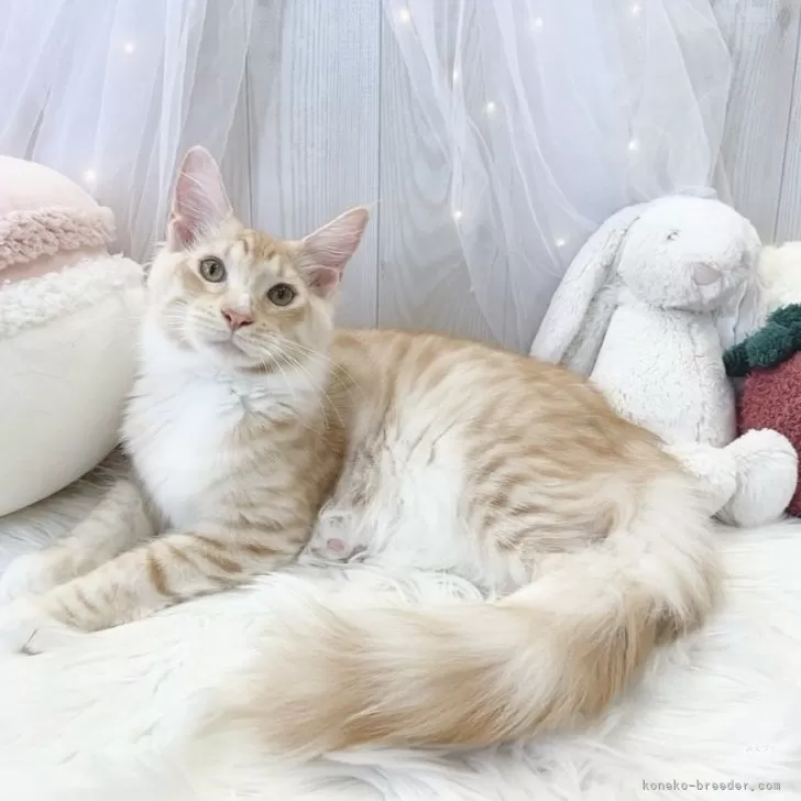 Y.T 様のお迎えした子猫