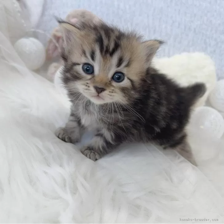 ID：2502-01680の子猫