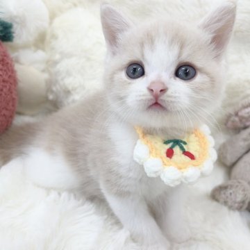 ミヌエット(長足)【大阪府・男の子・2025年10月25日・クリームタビー&ホワイト】の写真「うるっと大きな瞳の可愛い男の子🤍」