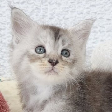 メインクーン【大阪府・女の子・2025年5月22日・シルバーパッチドタビー】の写真「見ているだけで癒される♡たまらなく可愛い女の子♡」