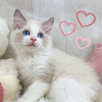 ラグドール【大阪府・男の子・2025年8月7日・ブルーポイントバイカラー】の写真「一人っ子のビッグベビー🩵」