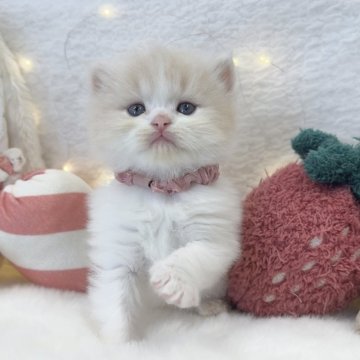 ミヌエット(長足)【大阪府・男の子・2025年10月25日・クリームタビー&ホワイト】の写真「わたあめのようにふわふわな優しい男の子♡」