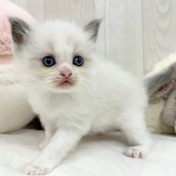 ラグドール【大阪府・女の子・2025年9月26日・ブルーポイントバイカラー】の写真「超ベビベビフェイスな女の子♡」