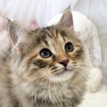 サイベリアン【大阪府・女の子・2025年4月17日・ブラウンパッチドタビー】の写真「アイドルフェイスな美少女ちゃん♡」