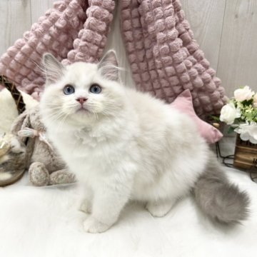 ラグドール【大阪府・男の子・2024年9月30日・ブルーポイントバイカラー】の写真「ぬいぐるみ感抜群な男の子☆」