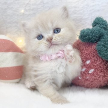 ミヌエット(長足)【大阪府・男の子・2025年10月25日・クリームタビー】の写真「見た目通りのおっとりくん🤍」