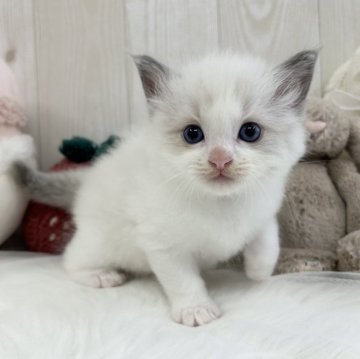 ラグドール【大阪府・男の子・2025年9月26日・ブルーポイントバイカラー】の写真「既にイケメン‼︎骨格もしっかりした男の子💙」