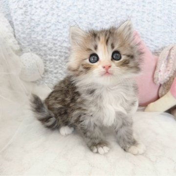 サイベリアン【大阪府・女の子・2025年2月10日・ブラウンパッチドタビー&ホワイト】の写真「ブラウンパッチドタビー＆ホワイト　可愛い女の子」