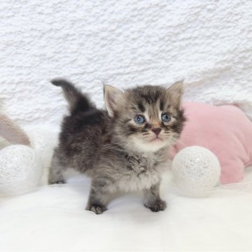 サイベリアン【大阪府・男の子・2025年4月17日・ブラウンタビー】の写真「サイベリアン　ブラウンタビー　可愛い男の子」