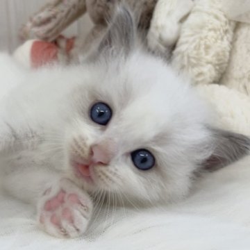 ラグドール【大阪府・男の子・2025年9月26日・ブルーポイントバイカラー】の写真「かなり美形‼︎可愛さも持ち合わせたイケメンくん💙」