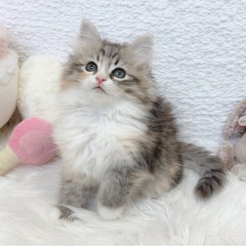 サイベリアン【大阪府・女の子・2025年2月10日・ブラウンパッチドタビー&ホワイト】の写真「ブラウンパッチドタビー＆ホワイト　可愛い女の子」