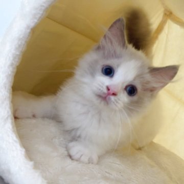 ラグドール【大阪府・男の子・2025年8月7日・ブルーポイントバイカラー】の写真「一人っ子のビッグベビー🩵」