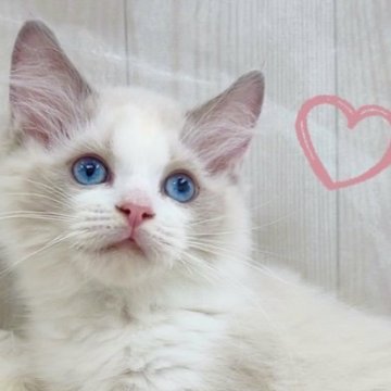 ラグドール【大阪府・男の子・2025年8月7日・ブルーポイントバイカラー】の写真「一人っ子のビッグベビー🩵」