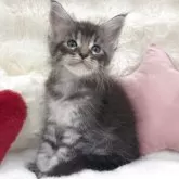 メインクーン【大阪府・男の子・2025年11月25日・シルバータビー&ホワイト】の写真1