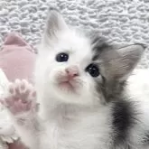 メインクーン