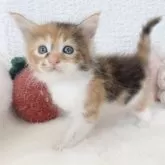 メインクーン