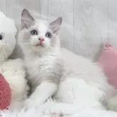ラグドール【大阪府・男の子・2025年8月7日・ブルーポイントバイカラー】の写真1