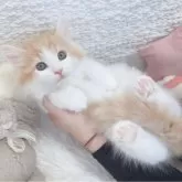 サイベリアン