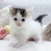 メインクーン