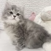 サイベリアン
