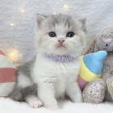 ミヌエット(長足)