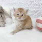 サイベリアン
