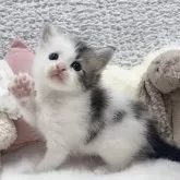 メインクーン