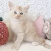 メインクーン