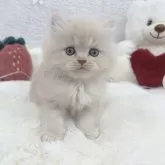 ミヌエット(長足)