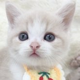 ミヌエット(長足)